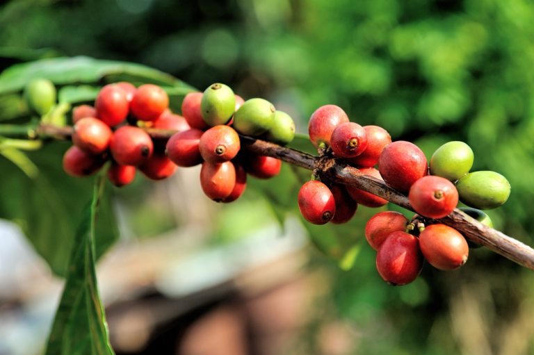 coffee beans