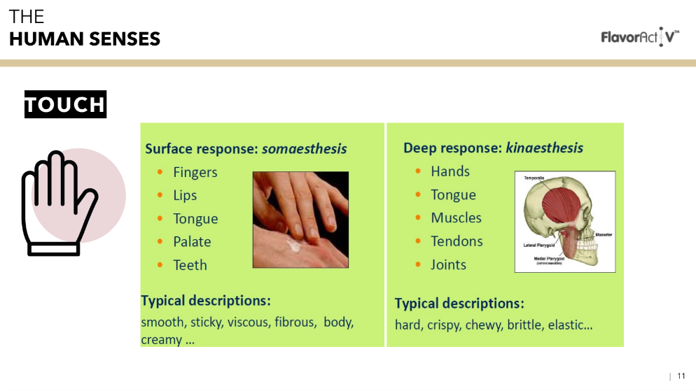 human sense touch